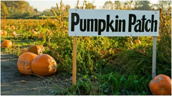 Pumpkin Patch Adventures: A Family Tradition