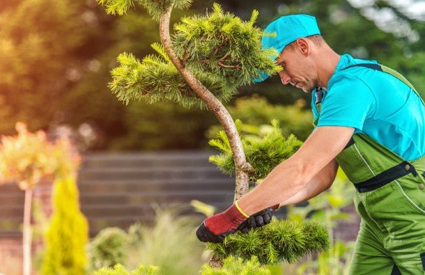 How Proper Tree Care Keeps Your Yard Safe and Healthy